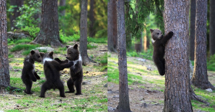  Very interesting scene: happy bears are dancing holding each other in the forest