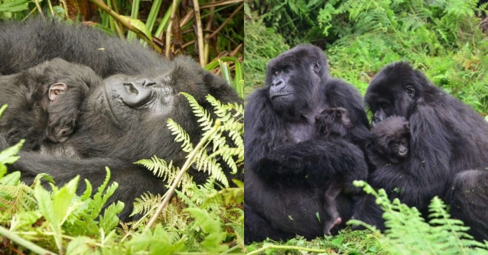  This wonderful teenage gorilla helps everyone’s mom take care of the little ones