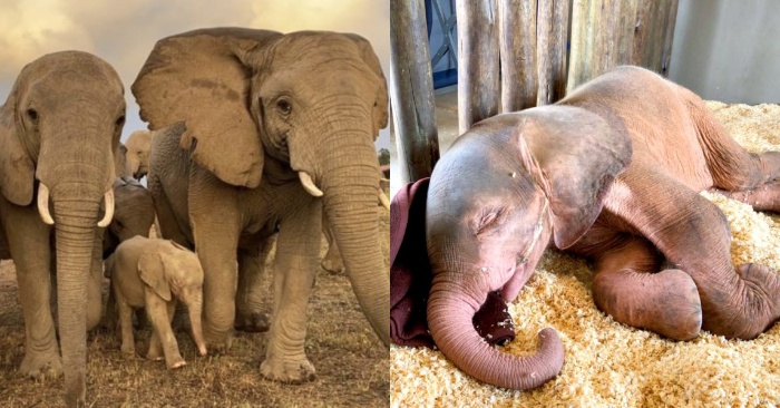  This albino elephant was left alone and orphaned until she found a wonderful loving family