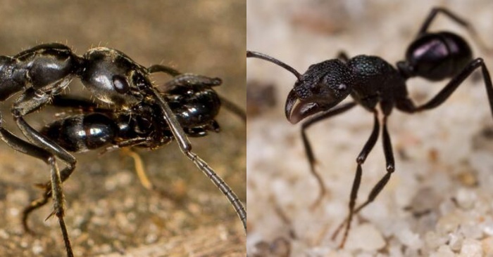  The number of these Australian ants is growing, they are breeding fast