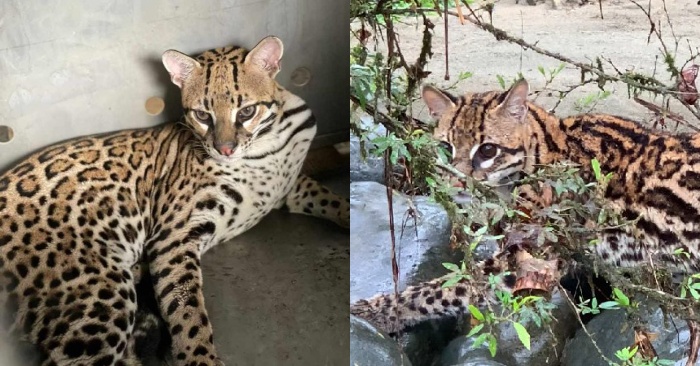  Fortunately, some ocelots have been rescued and are not in danger: they are back to wild nature