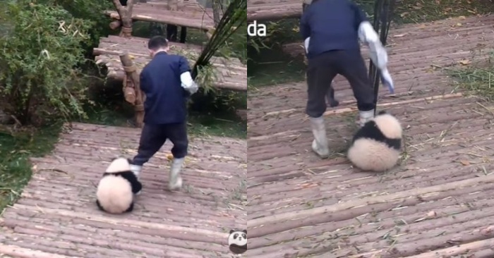  This lovely, fluffy panda does not stop hugging its nanny’s feet, while he is busy with his work