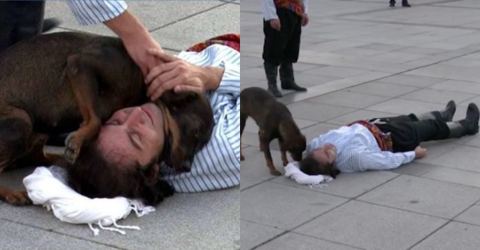  A lone dog, thinking that the actor lying on the ground is not feeling well, runs to help him