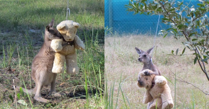  How cute scene: this lovely little kangaroo hugged the toy bear with great joy as if it was his friend