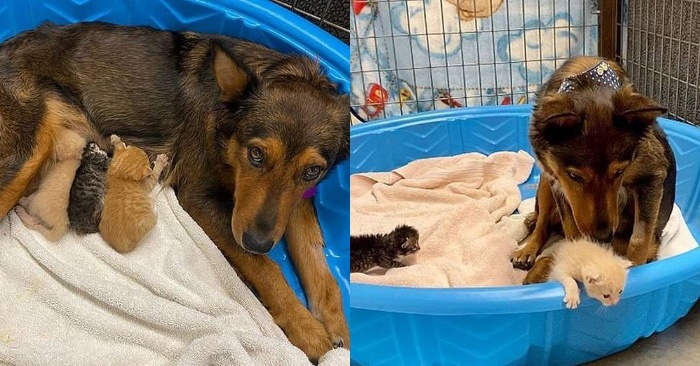  Maternal instinct is unpredictable: this caring dog decides to care for and feed kittens without thinking
