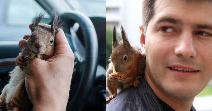  This man decided to give shelter to the squirrel, adopted her, and now the squirrel works with him in a taxi