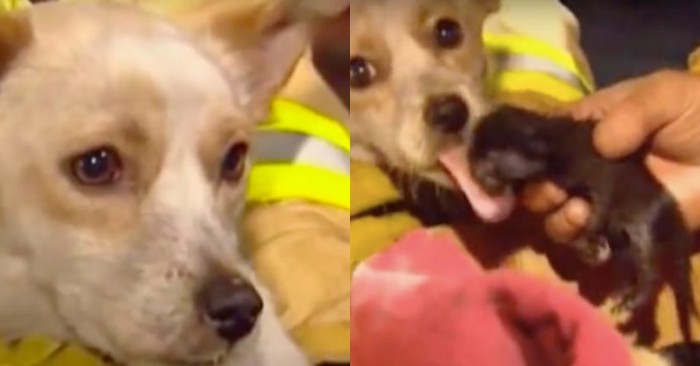  This brave, kind-hearted dog even not thinking about his life, runs to the fire to help the kittens