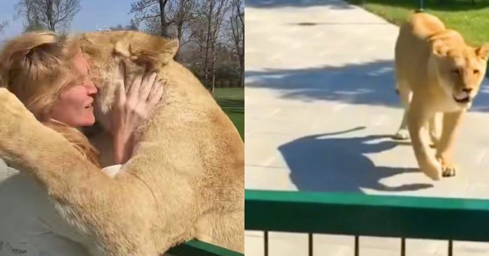  A very moving scene: these lions are reuniting with their adopted woman
