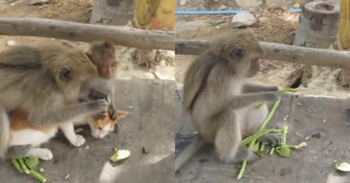  Here’s a funny story: this macaque punishes her cub for offending her friend cat