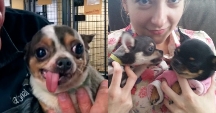  This cute little Chihuahua has a new home and he will finally feel how a soft bed can be