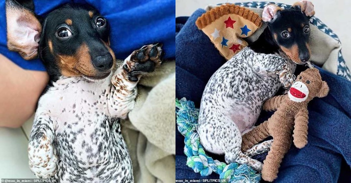  The dog surprises everyone with his unusual look: people think he is wearing pajamas
