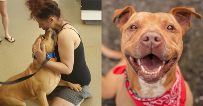  Touching story: while looking for a new dog in the shelter, this woman finds her lost dog