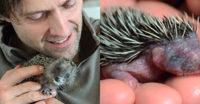  Only after the appearance of this wonderful and cute little hedgehog changed the life of anxious veterinarian