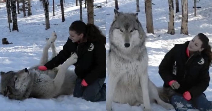  The giant wolf constantly licks the woman taking care of him, showing his love for her