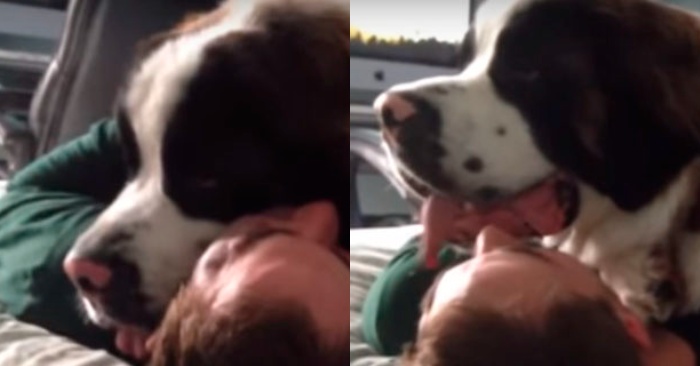  This kind dog became famous on social media: he always hugs his owner and does not let him go