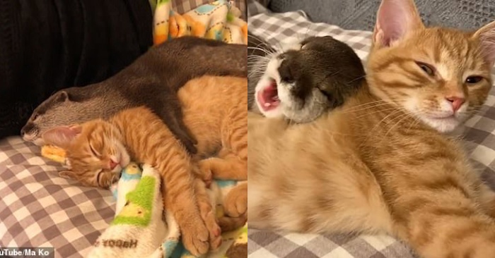  Here is an interesting friendship: a cat and an otter have become friends and even sleep together
