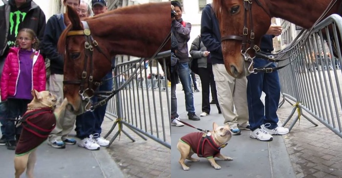  This lovely little bulldog is ready to play with a police horse, he meets on the street