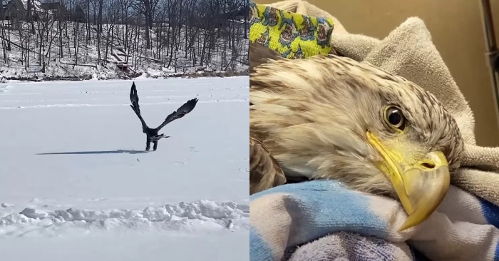  Hunters injured the eagle: fortunately veterinarians were able to save the bird’s life