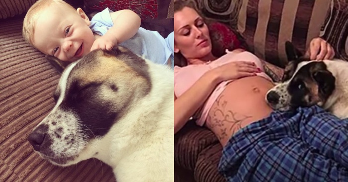 The wonderful dog felt that something was wrong with her pregnant owner, while the doctors claimed the opposite