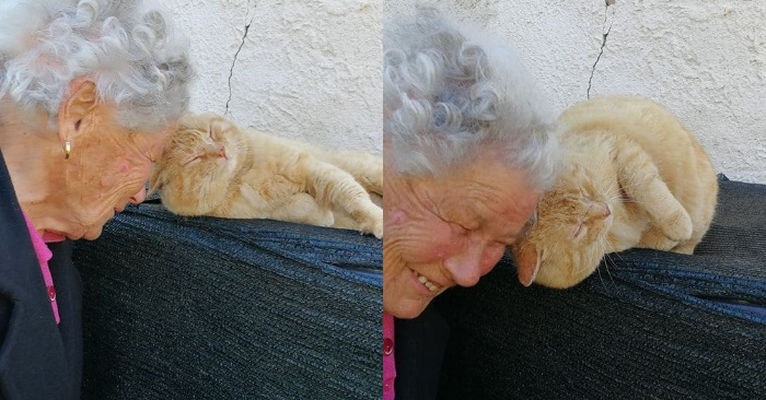  Incredible reunion: this woman finally finds her beloved cat who was lost years ago