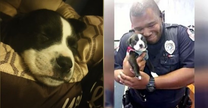  The policeman responds to the shelter call, goes and adopts the little dog