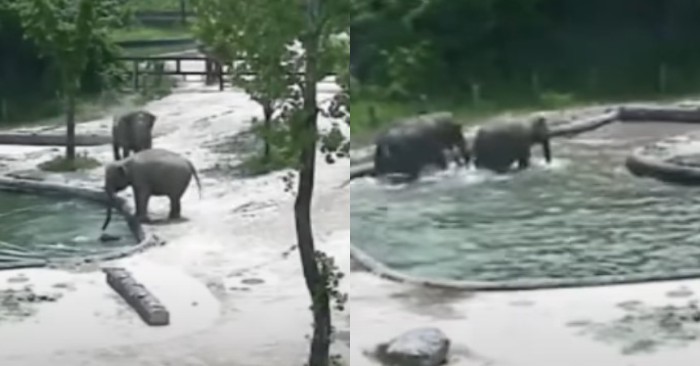  In this breathtaking scene, two elephants rush to the pool to rescue a baby elephant