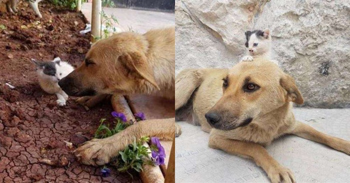  A very touching and beautiful story: an orphaned cat gets closer to a dog that has lost her pups