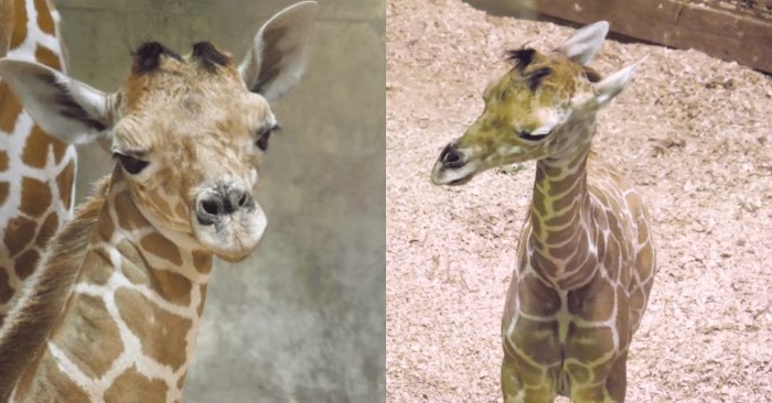  Memphis Zoo already has a new resident: the Somali giraffe already lives here