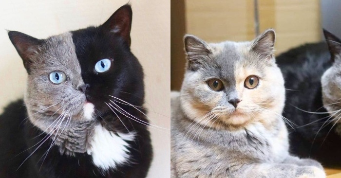  What an interesting story: this two-colored cat fathered two kittens with two colors of his coat
