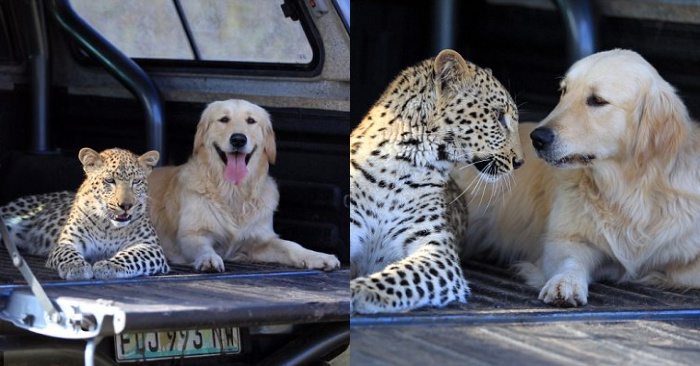  Interesting and inseparable company: this leopard and dog made wonderful friends