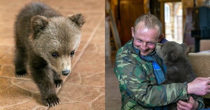  The hungry bear cub was walking around the village for a long time until the kind man took care of him