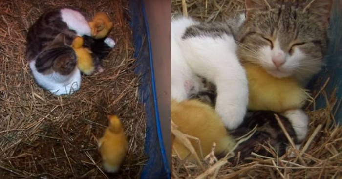  The caring deed of the mother cat: she tried to help and take care of the little ducks that were left orphaned