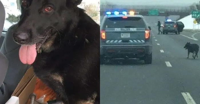  Thanks to the policemen: they shut down the highway to help the frightened dog