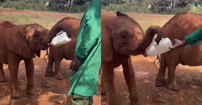  The orphaned elephant tries to hold the milk bottle with trunk to show that he has already grown up