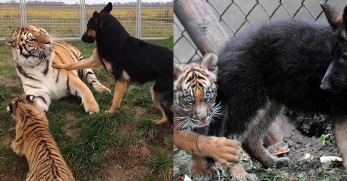  The most interesting and beautiful company ever: this dog and tiger became close and wonderful friends