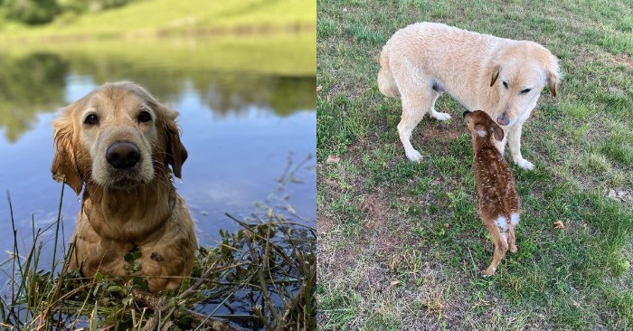  Brave deed: this dog saves the fawn and captures everyone’s heart with his kind step