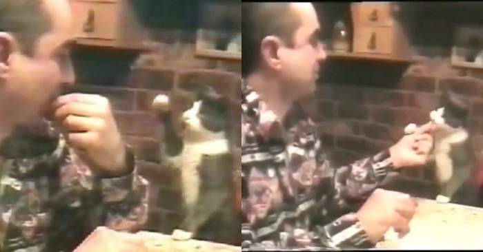  Sometimes we see such interesting scenes: this cat is able to communicate with his owner without meowing