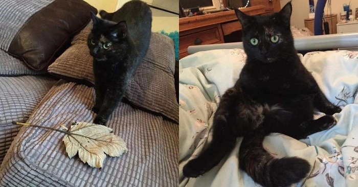  This cat collects lizards, mice and gives them to her owner, who simply takes them and throws them away