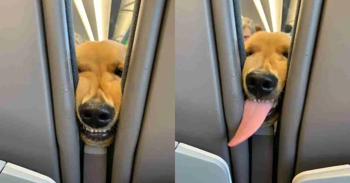  Funny story: this wonderful dog was tired on the plane and decided to play and have fun with people