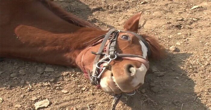  In China, this cunning horse surprised everyone: he pretended to be dead so that he would not be ridden