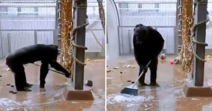  A very funny story: a zoo worker left a broom in a cage with a chimpanzee, a few minutes later this happened