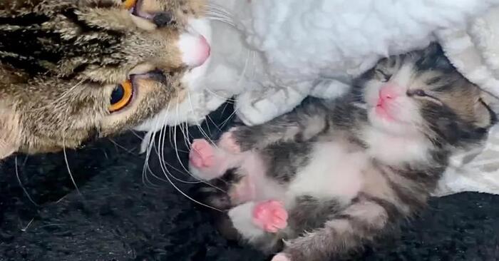 Dramatic and touching story: fortunately, people managed to save this wonderful cat and her kitten