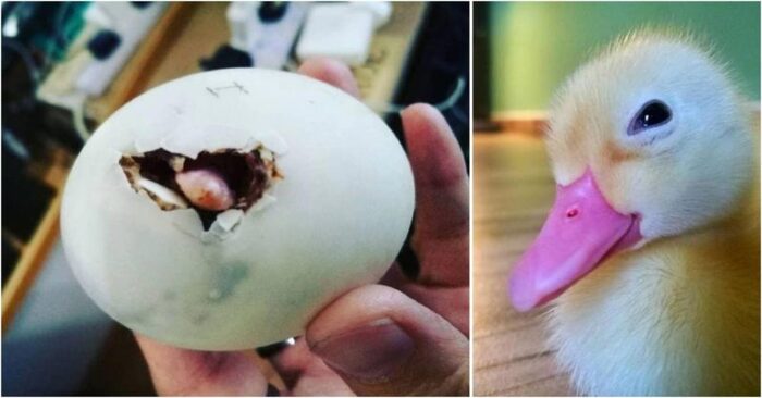  This woman bought an egg from which a duckling hatched, which later became a friend of a woman