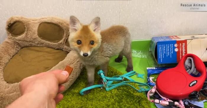  A small lonely and abandoned fox, which lived with kind people for only a month, became simply unrecognizable