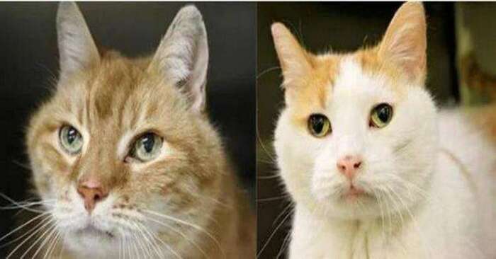  Tricky cat: this old cat manages to talk her owner into adopting an older cat friend for her