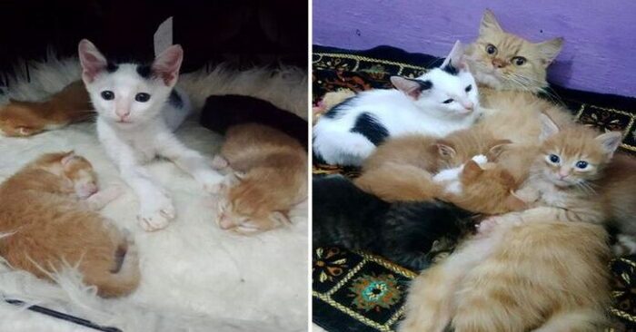  This poor orphaned kitten went to other cats and wanted to stay with them as a member of their family