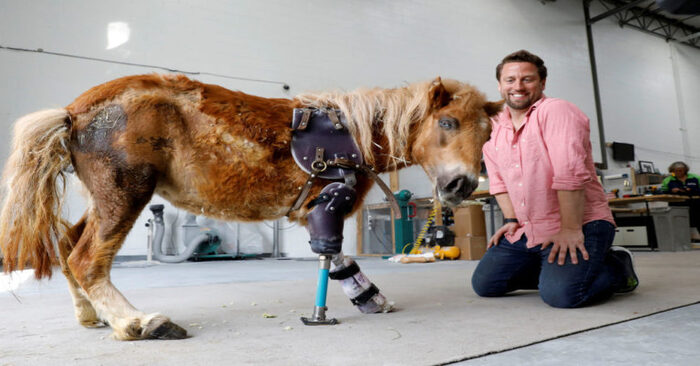  This wonderful orthopedist is a real animal angel from the USA: he has helped about 20,000 animals