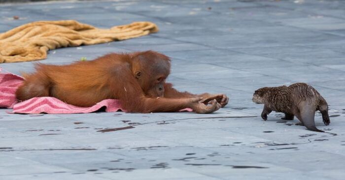  An unexpected scene occurred at the zoo: an orangutan family became friends with a family of otters