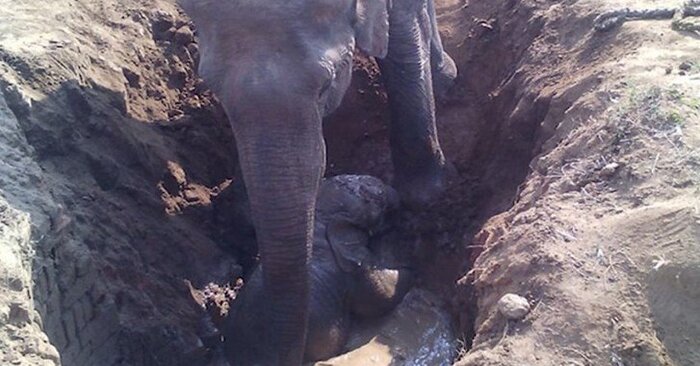  Fortunately, only with the help of kind people, the elephant was able to pull her baby out of a deep hole