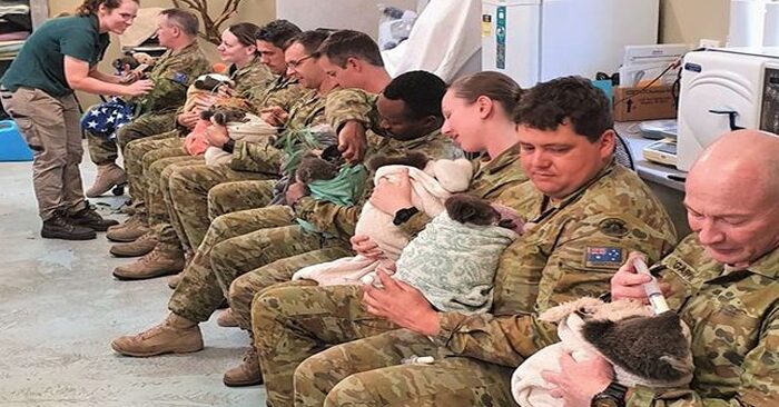  Australian soldiers did a good job during the holidays: they took care of the koalas